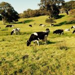 Cornish Cows
