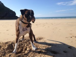 Read more about the article Dog Friendly Beach & Holiday Guide